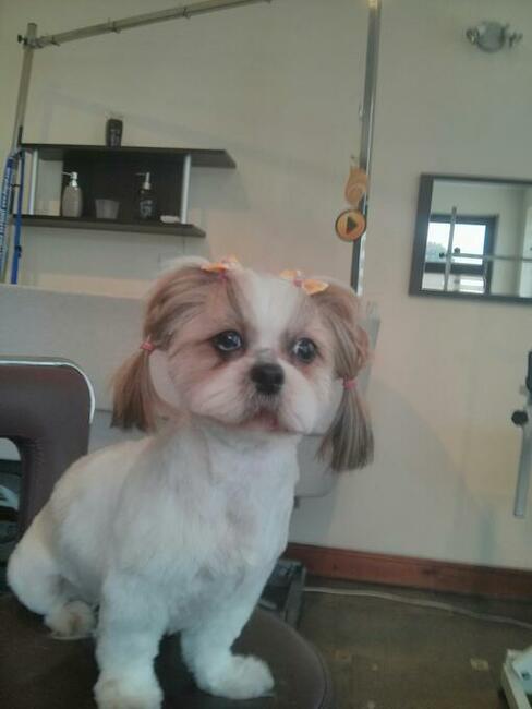 Strzyżenie psów Kościerzyna ul Kartuska 21