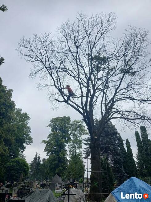Wycinka drzew trudnych Dębica i okolice