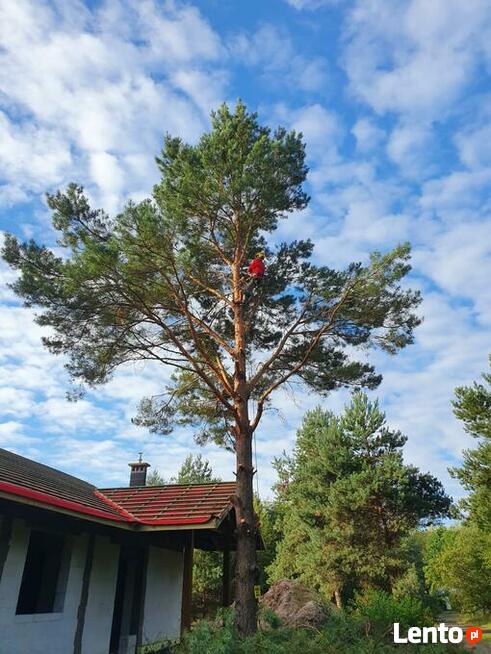 Wycinka drzew trudnych Dębica i okolice