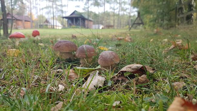 Domki Letniskowe Ostrowite Bory Tucholskie