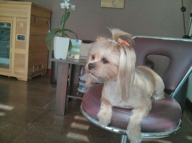 Strzyżenie psów Kościerzyna ul Kartuska 21