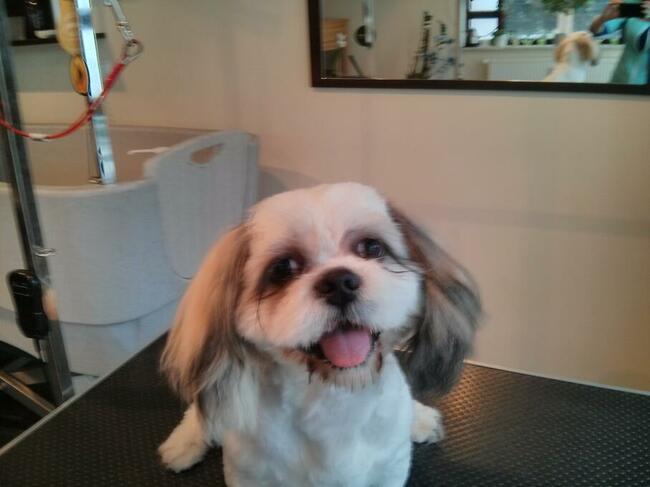 Strzyżenie psów Kościerzyna ul Kartuska 21