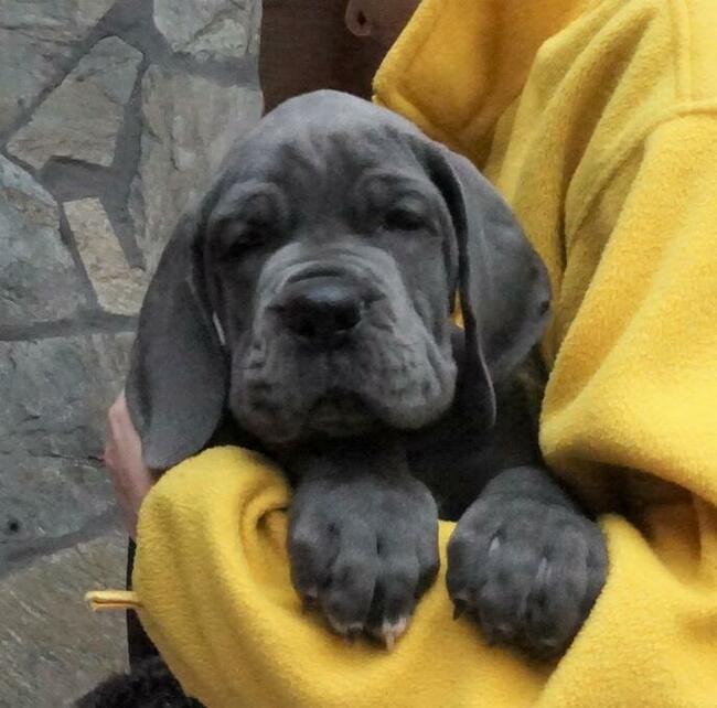 Dog niemiecki błękitny rodowód ZKWP FCI