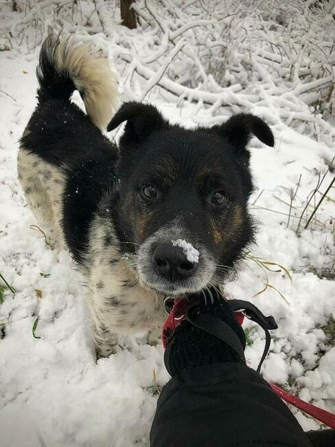 Cudowny bezproblemowy psiak kochający ludzi BŁAGA o domek