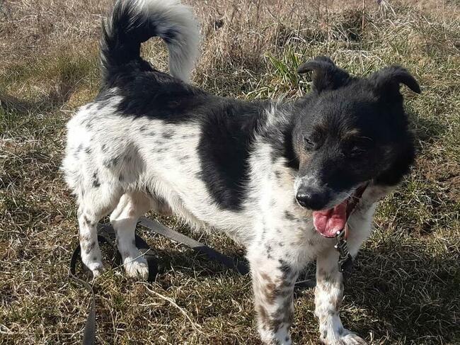 Kochany proludzki psiak uwielbiający spacery szuka domu