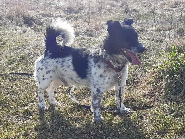 Cudowny bezproblemowy psiak kochający ludzi BŁAGA o domek