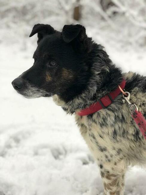 Cudowny bezproblemowy psiak kochający ludzi BŁAGA o domek