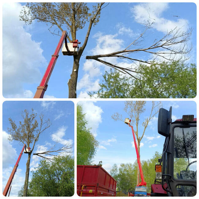 OSTROŁĘKA - WYCINKA DRZEW Z PODNOŚNIKA I ALPINISTYCZNIE