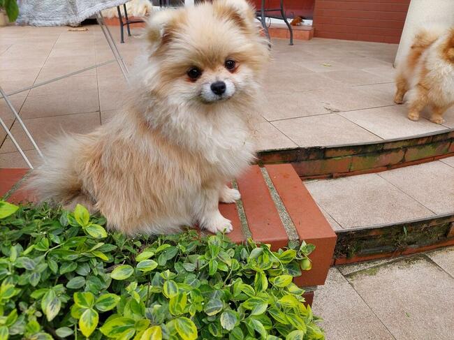 Pomeranian FCI ZKwP szpic miniaturowy