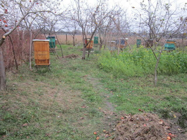 pszczoly ule odklady