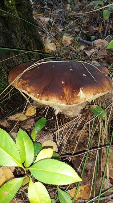 Pokoje do wynajęcia