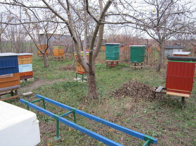 pszczoly ule odklady