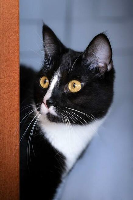 Disel - młody, nieśmiały kocurek szuka kochającego domu!