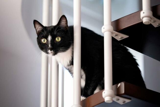 Cudownie miziasty kotek Dyzio szuka domu!