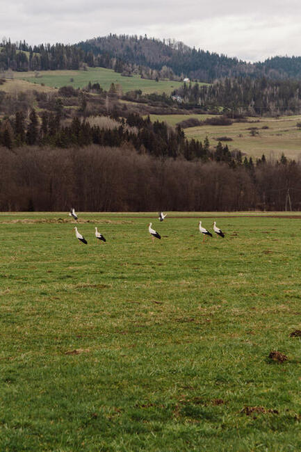 Domek drewniany w Górach wynajmę , blisko jezioro , Las, Velo
