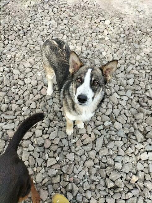 Lukas - psi diament, roczny, wesoły bystry psiak!