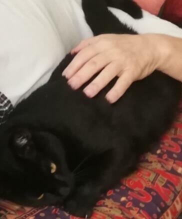 Zaginęła kotka Tosia