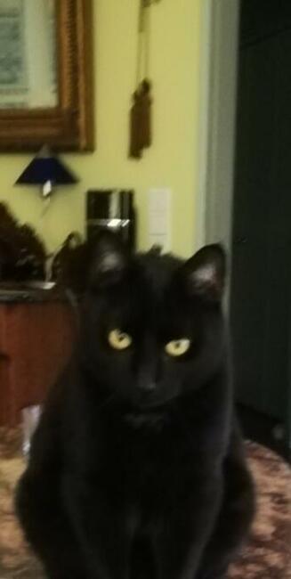 Zaginęła kotka Tosia