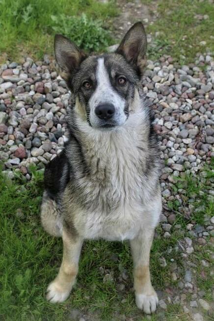 Lukas - psi diament, roczny, wesoły bystry psiak!