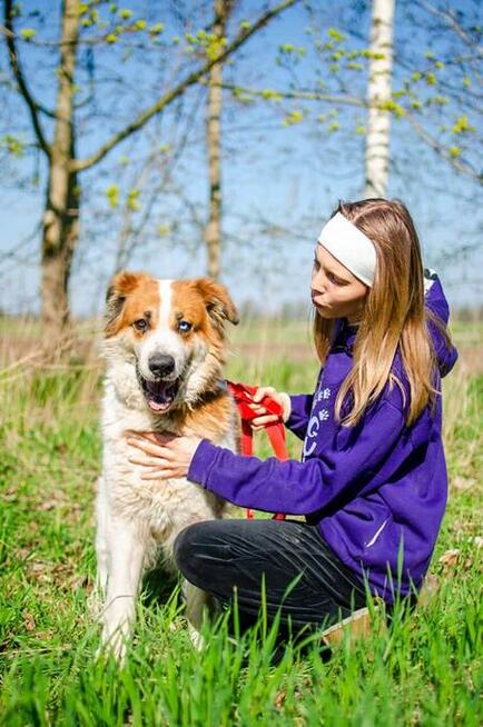 Beta - niebieskooka piękność, łagodna, przyjazna suczka!