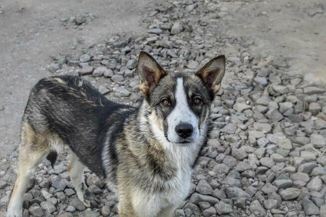 Lukas - psi diament, roczny, wesoły bystry psiak!