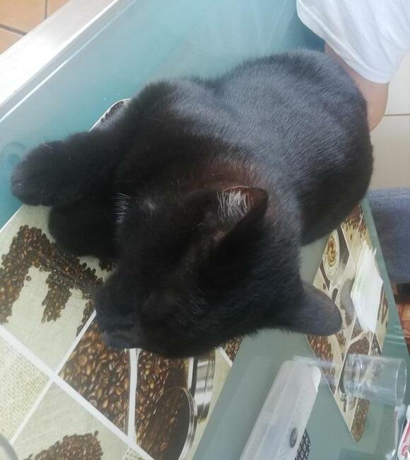 Zaginęła kotka Tosia