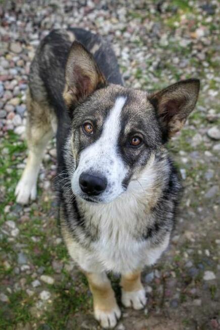 Lukas - psi diament, roczny, wesoły bystry psiak!