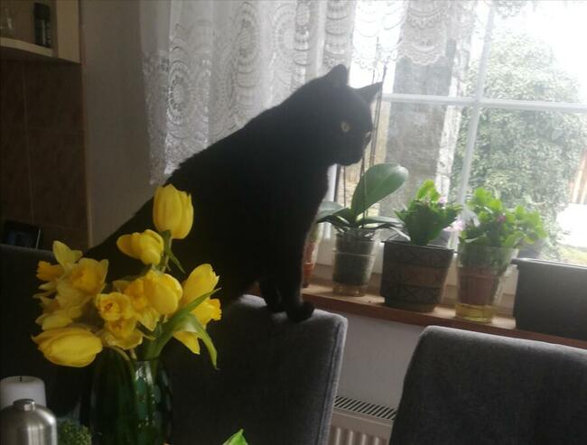 Zaginęła kotka Tosia