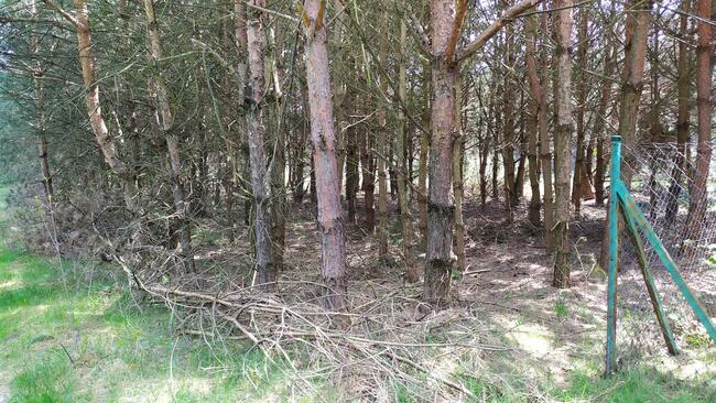 Sprzedam działkę rolną w sąsiedztwie lasów