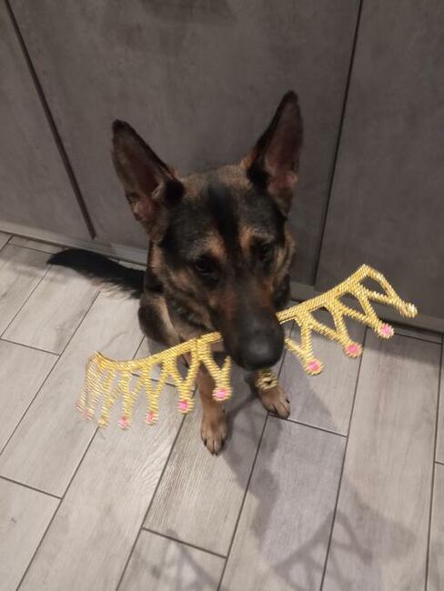 Hotel dla psów pod Warszawą, Legionowo, Nowy Dwór Mazowiecki