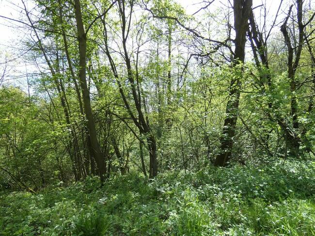 Działka leśna w Strachocinie