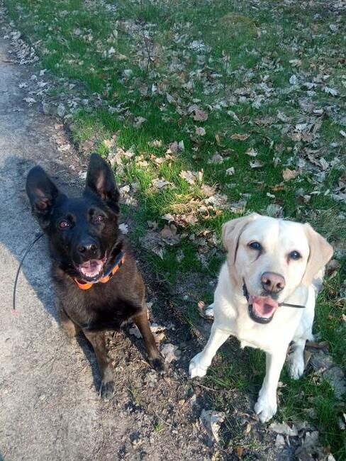 Hotel dla psów pod Warszawą, Legionowo, Nowy Dwór Mazowiecki
