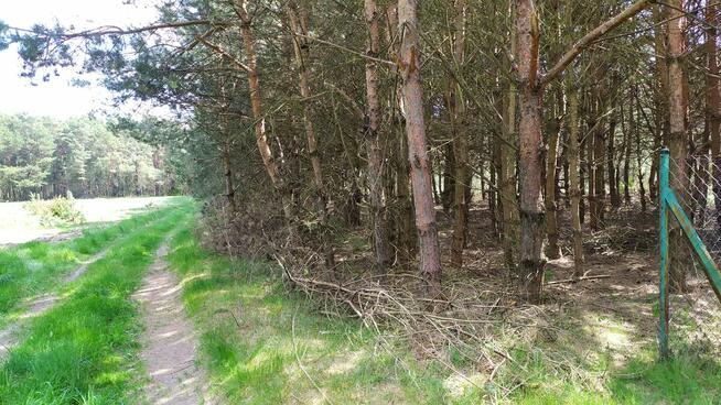 Sprzedam działkę rolną w sąsiedztwie lasów