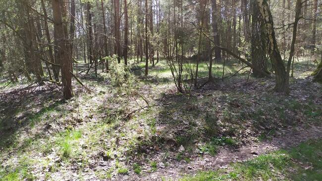 Sprzedam 2 działki w lesie