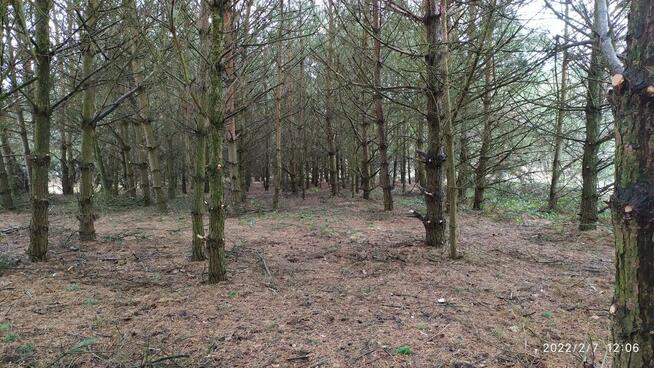 Sprzedam działkę rolną w sąsiedztwie lasów