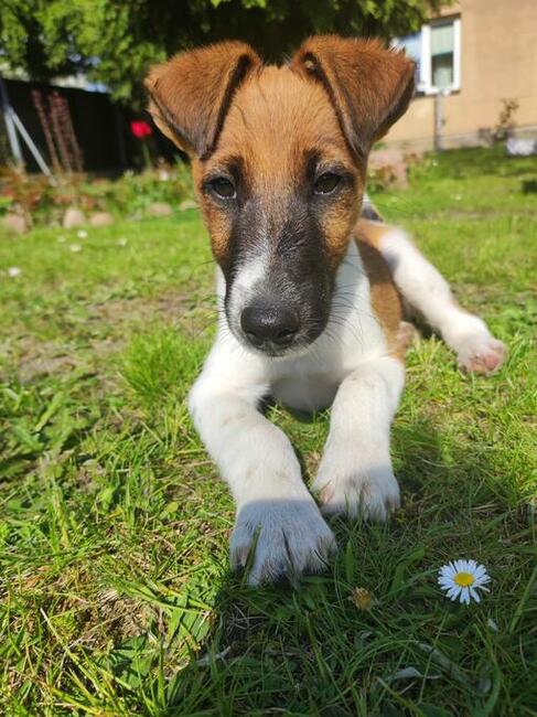 Szczenięta Foksteriera krótkowłosego ZKWP