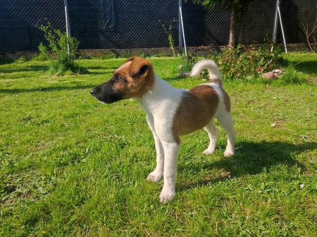 Szczenięta Foksteriera krótkowłosego ZKWP