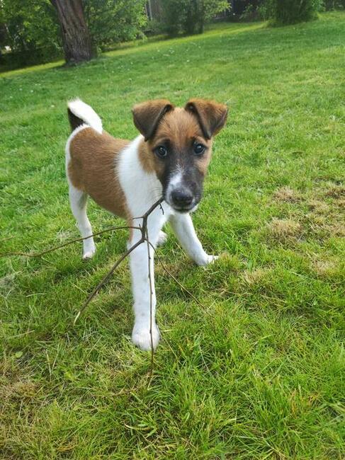 Szczenięta Foksteriera krótkowłosego ZKWP