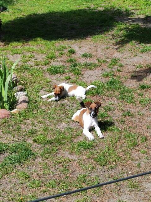 Szczenięta Foksteriera krótkowłosego ZKWP