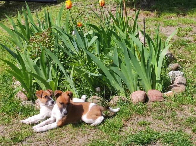 Szczenięta Foksteriera krótkowłosego ZKWP
