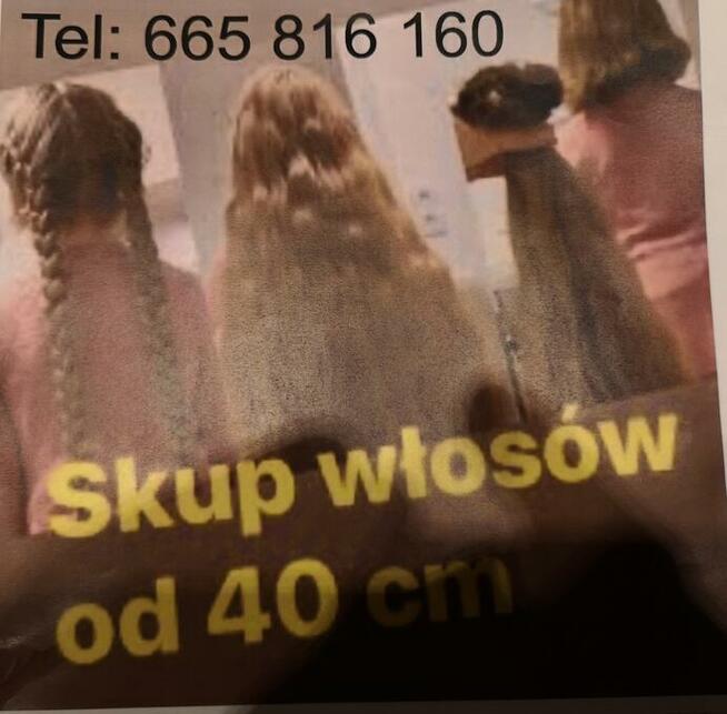Skup włosów) .
