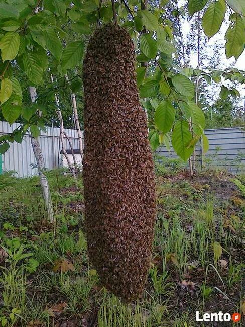 Usunę roje pszczół przyjadę zabiorę pszczoły ule pszczele