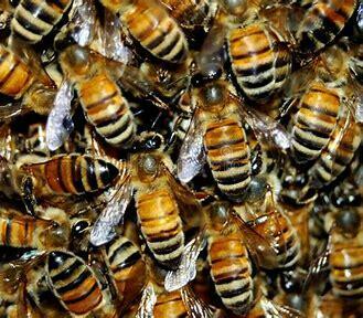 Usunę zabiorę roje pszczół rójke pszczelą przyjadę pszczoły