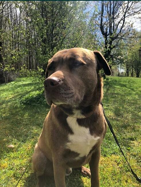 Oddam pieska za darmo