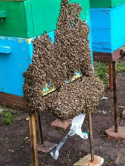 Usunę roje pszczół przyjadę zabiorę pszczoły ule pszczele