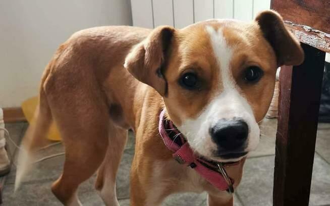 Młody, domowy Ciapek - niekonfliktowy wesołek do pokochania!