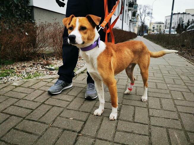 Młody, domowy Ciapek - niekonfliktowy wesołek do pokochania!