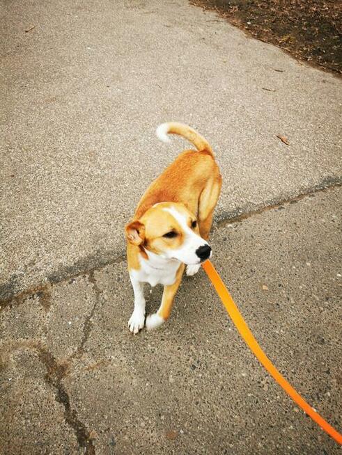 Młody, domowy Ciapek - niekonfliktowy wesołek do pokochania!