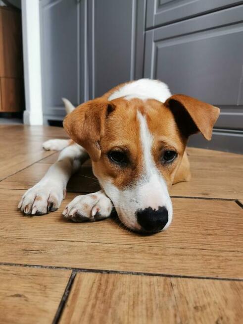 Młody, domowy Ciapek - niekonfliktowy wesołek do pokochania!