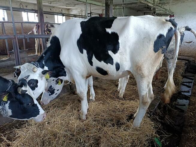 Sprzedam jałówki wysokocielne